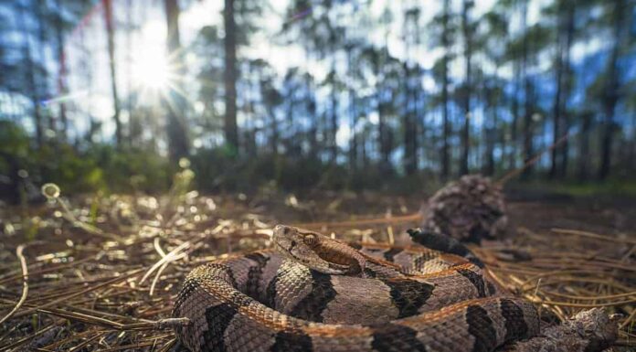 serpente a sonagli di legno