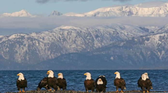 Le aquile calve si radunano su una barra di ghiaia con la marea del Pacifico che si alza intorno a loro.