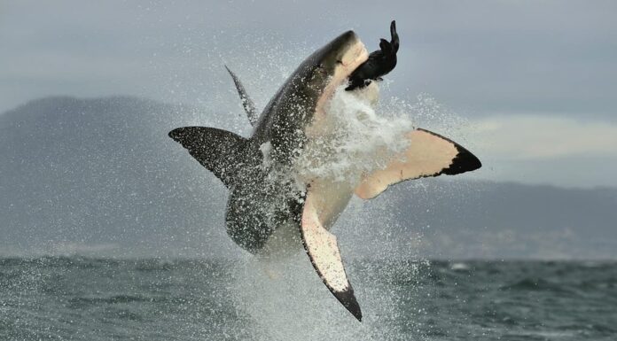 Il grande squalo bianco (Carcharodon carcharias) viola in un attacco.  Caccia al grande squalo bianco (Carcharodon carcharias).  Sud Africa