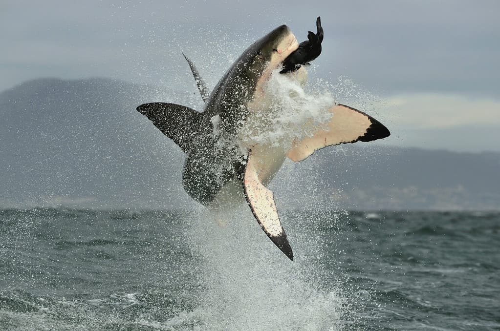 Il grande squalo bianco (Carcharodon carcharias) viola in un attacco.  Caccia al grande squalo bianco (Carcharodon carcharias).  Sud Africa