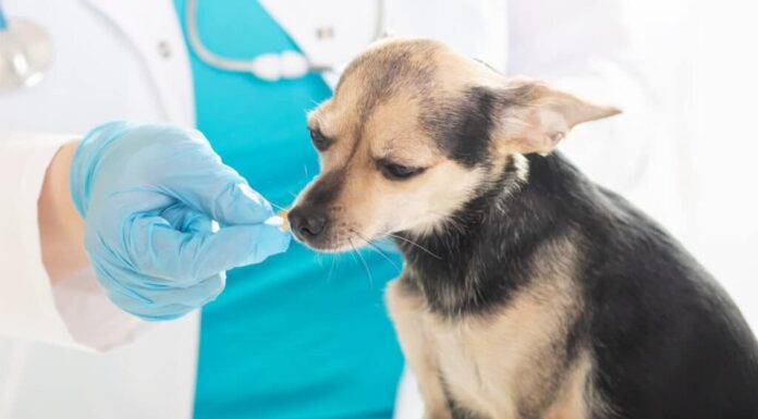 Veterinario che dà a un chihuaha una pilla pilla