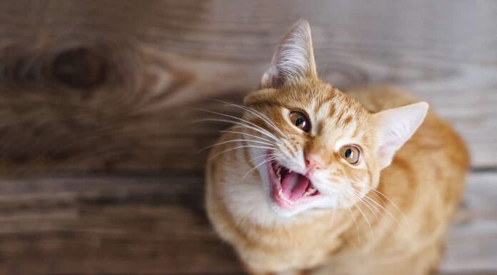 Ginger tabby giovane gatto seduto su un pavimento di legno guarda in alto, chiede cibo, miagola, sorride da vicino, vista dall'alto, messa a fuoco morbida
