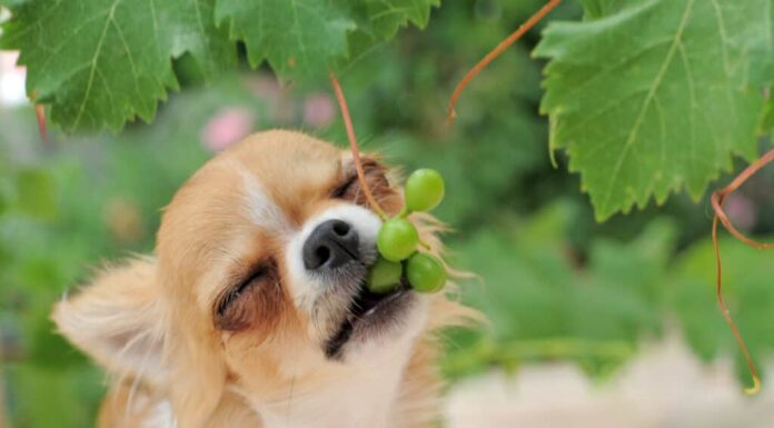 Cane che mangia bacche dall'albero