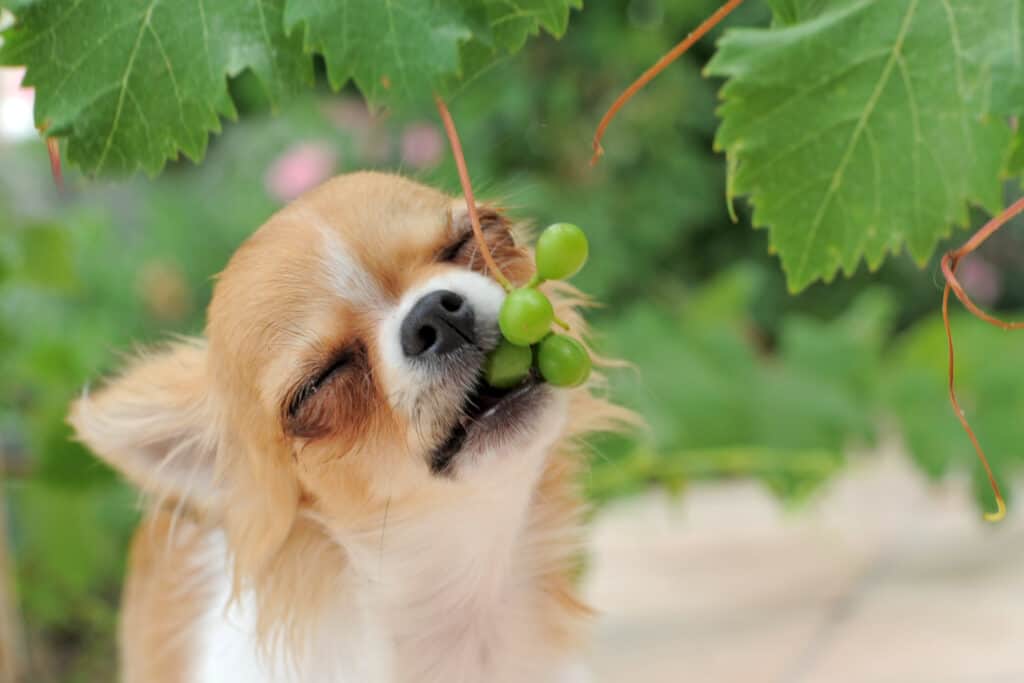 Cane che mangia bacche dall'albero