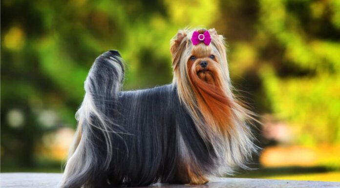 Un simpatico Yorkshire Terrier femmina con un papillon rosa e una pelliccia lunga.