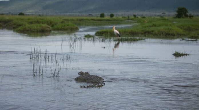 Coccodrillo gigante del Nilo che nuota verso una cicogna.