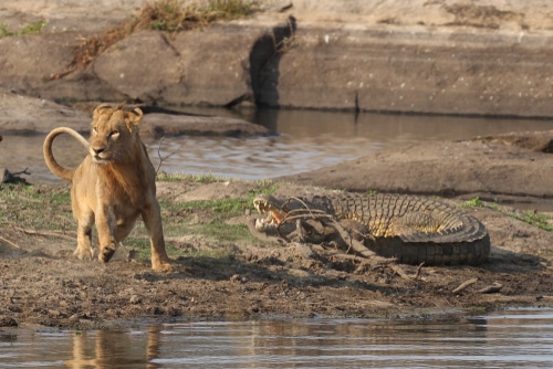 Un coccodrillo e un leone si affrontano in una rissa