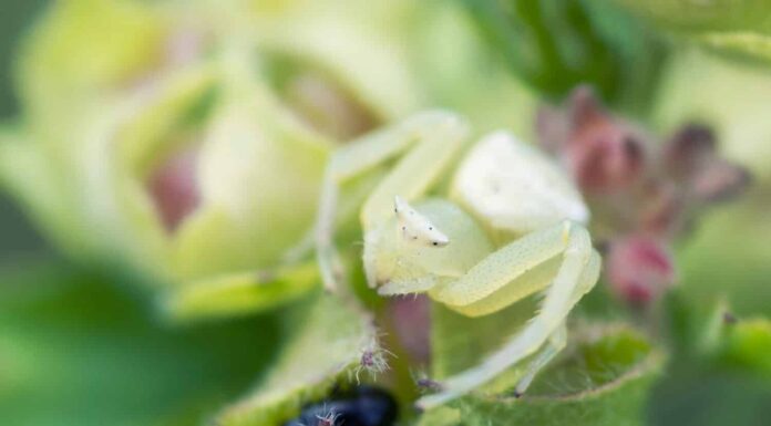 White Goldenrod ragno granchio, Misumena Vatia, su malva flowerhead