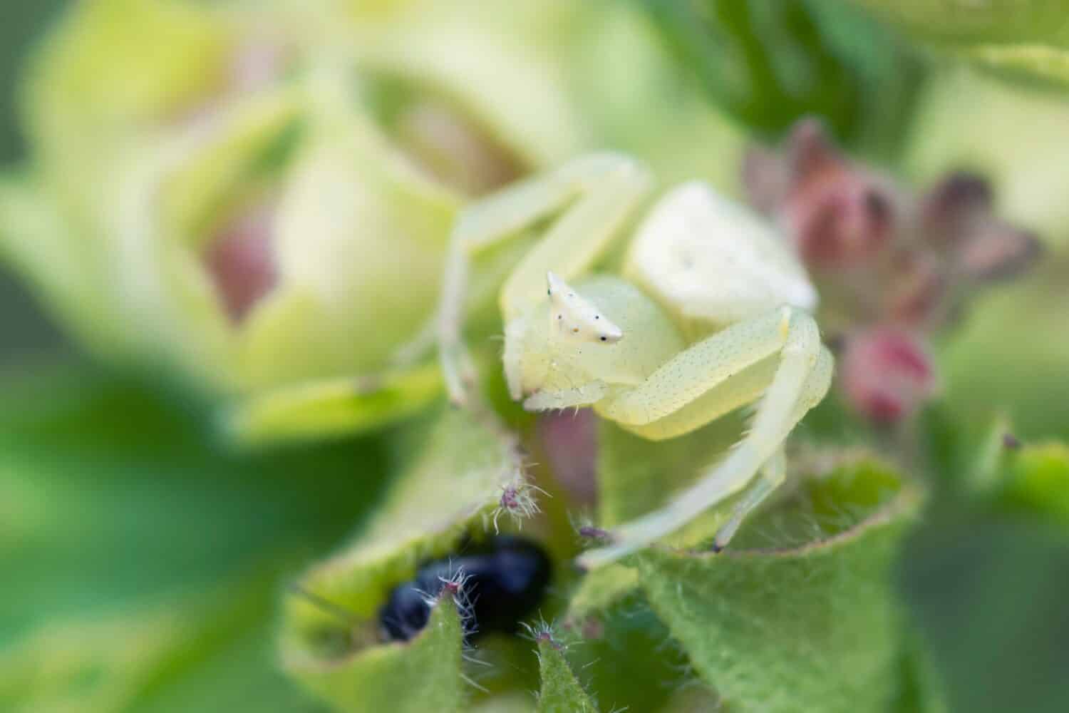 White Goldenrod ragno granchio, Misumena Vatia, su malva flowerhead