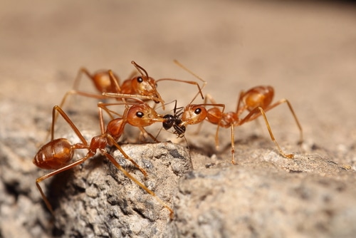 formiche rosse che lavorano insieme