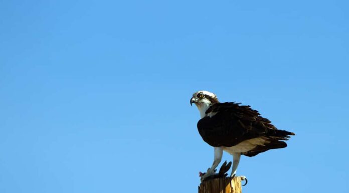 Falco pescatore detiene un pesce che ha catturato nel lago Mead NRA in Nevada