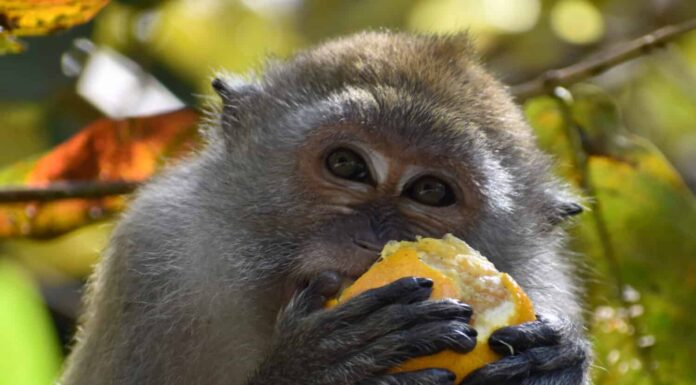 Primo piano di una scimmia macaco che mangia un'arancia