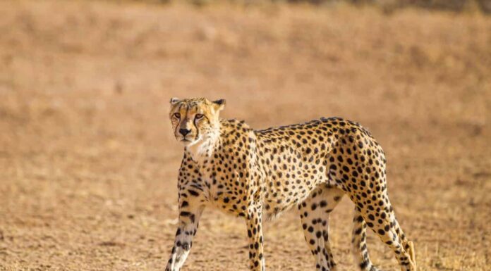 Ghepardo maschio che cammina lungo il letto del fiume nel Kgalagadi Transfrontier Park