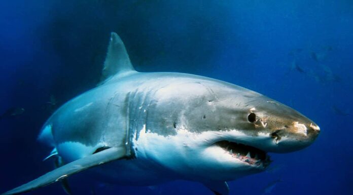 I grandi squali bianchi sono i predatori dell'apice dell'oceano.