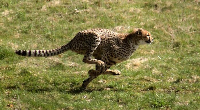 Guarda: prova la velocità da record di un ghepardo all'inseguimento di un pasto

