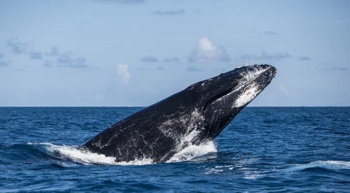 Una megattera (Megaptera novaeangliae) esce dall'Oceano Atlantico.  Questa specie di cetaceo in via di estinzione migra dall'Atlantico settentrionale ai Caraibi ogni inverno per riprodursi o partorire.