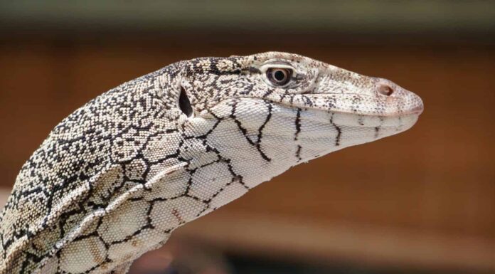 immagine ravvicinata della faccia di lucertola perentie bianca