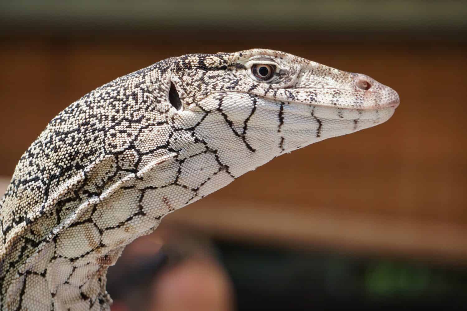 immagine ravvicinata della faccia di lucertola perentie bianca