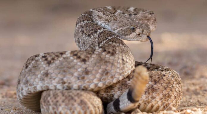 Serpente a sonagli Diamondback occidentale (Crotalus atrox)