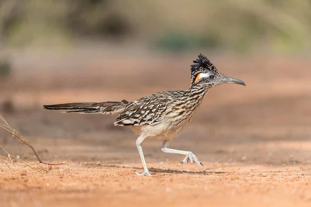 Maggiore Roadrunner nel deserto del Texas