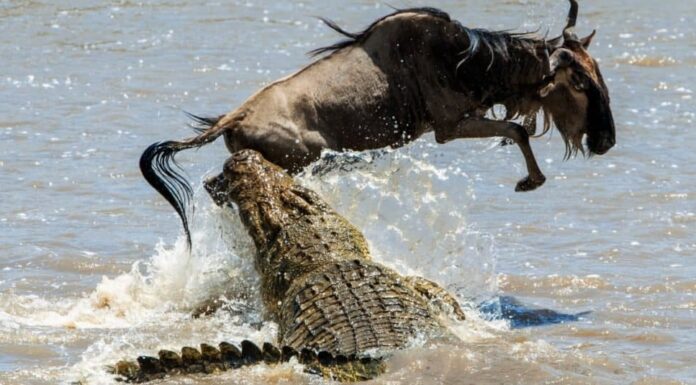 Lo gnu blu (Connochaetes taurinus) viene attaccato da un enorme coccodrillo del Nilo.