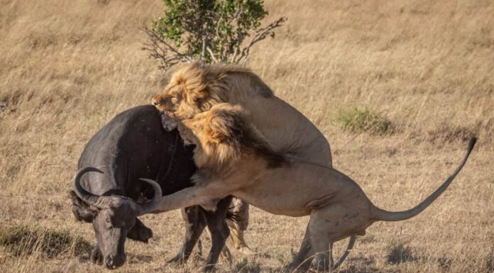 Due leoni maschi attaccano il bufalo