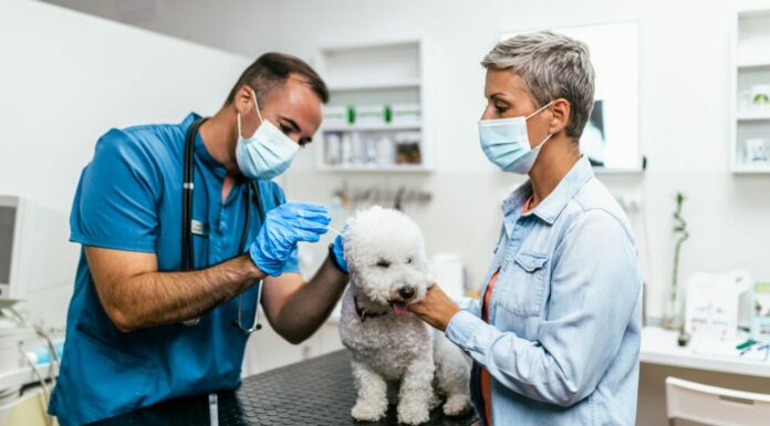 cane malato dal veterinario per un controllo.  Lei e il veterinario indossano mascherine protettive a causa della pandemia di Coronavirus.