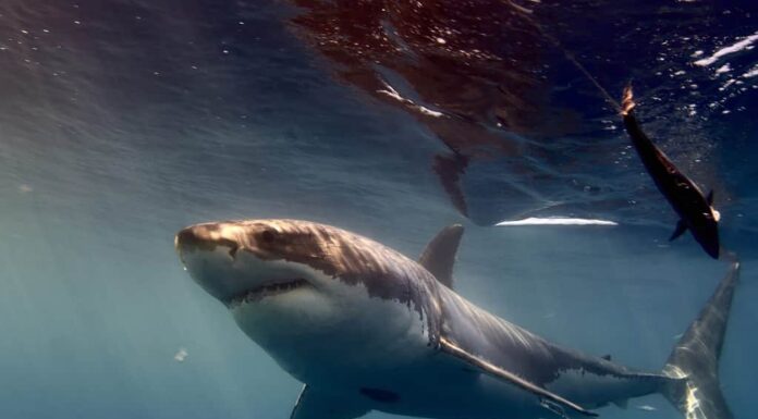 Un colpo del bellissimo grande squalo bianco selvaggio sott'acqua