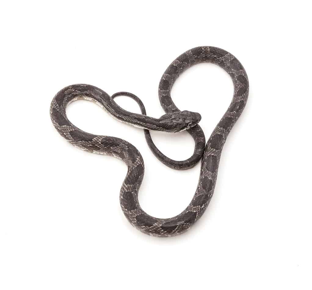 Serpente di ratto grigio giovanile (Pantherophis spiloides)