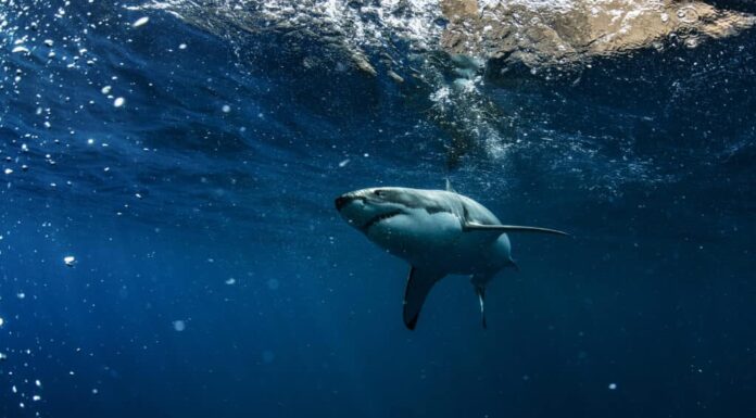 Un grande squalo bianco nel mezzo dell'acqua blu scuro