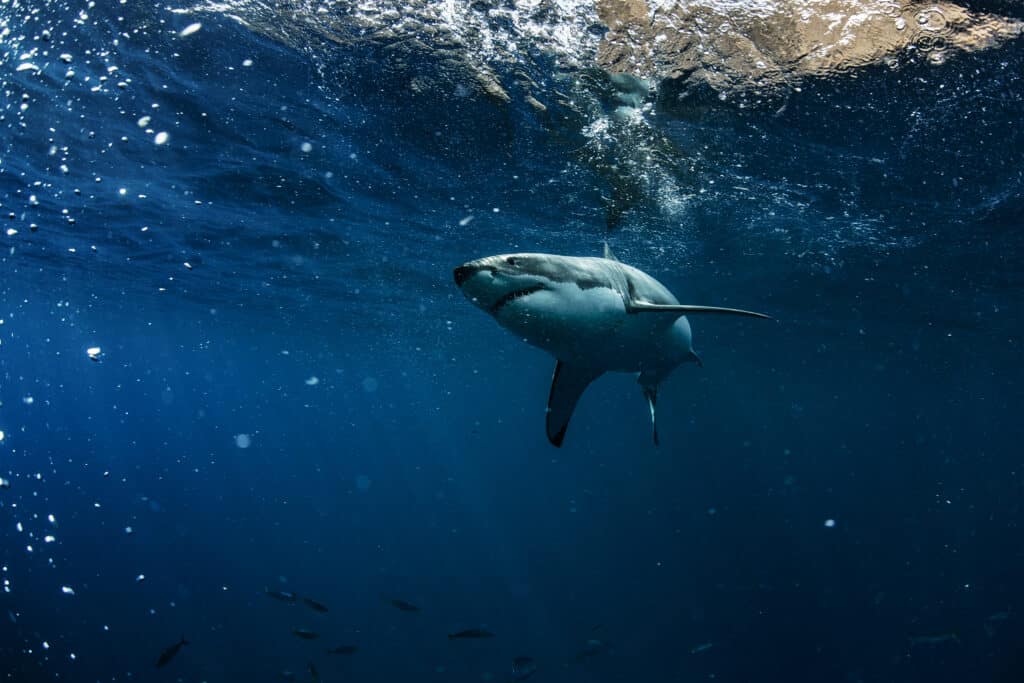 Un grande squalo bianco nel mezzo dell'acqua blu scuro