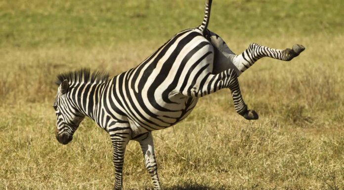 Zebra comune, Equus burchelli, sollevando i talloni, il cratere di Ngorongoro, Tanzania, Africa