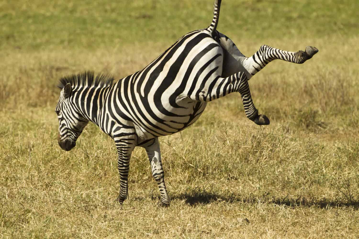 Zebra comune, Equus burchelli, sollevando i talloni, il cratere di Ngorongoro, Tanzania, Africa