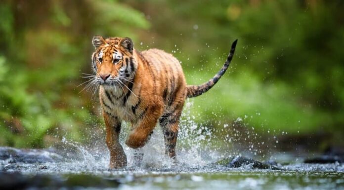 tigre siberiana contro tigre del bengala