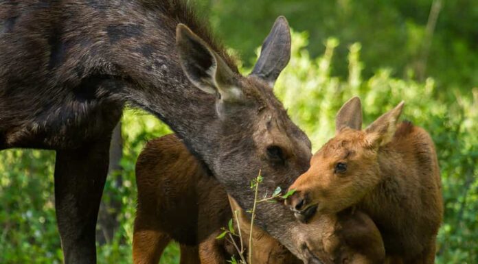 una madre alce nutre i suoi gemelli mentre foraggiano nella foresta, il vitello allunga la mano per mangiare un ramoscello