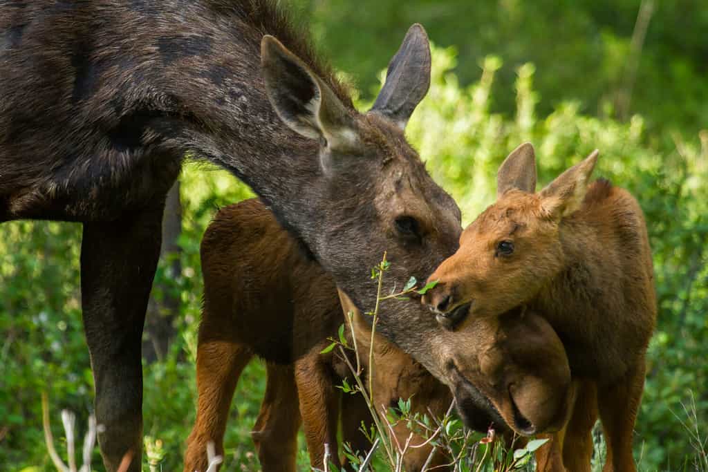 una mamma alce allatta i suoi vitelli gemelli mentre vanno in cerca di cibo nella foresta, il vitello si allunga per mangiare un ramoscello
