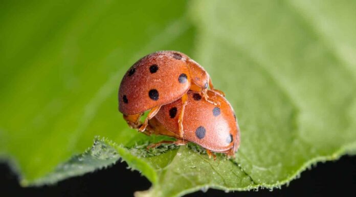 La coccinella bryony, conosciuta come la 