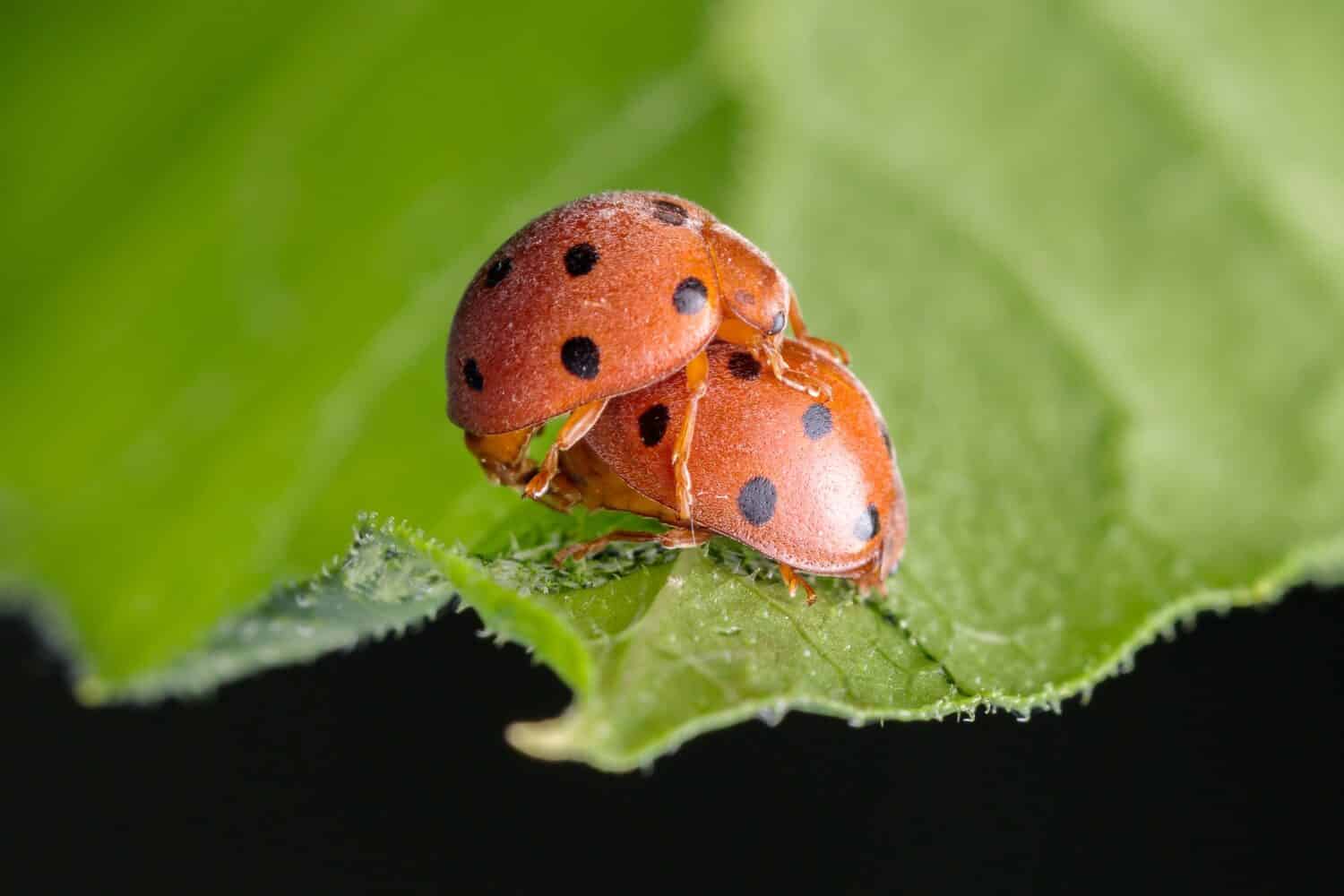 La coccinella bryony, conosciuta come la 