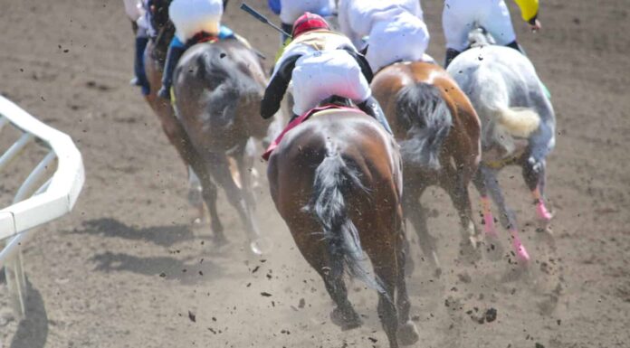 Azione di corse di cavalli in pista 