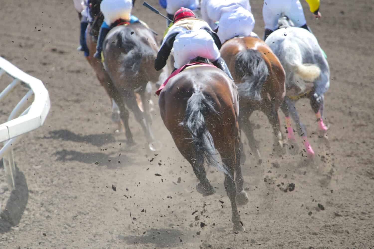 Azione di corse di cavalli in pista 