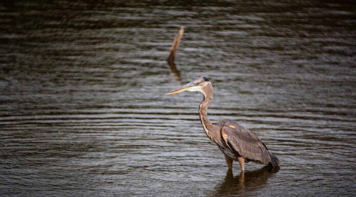 Great Blue Heron cenando al Crab Orchard National Refuge nel sud dell'Illinois, molto a sud di Chicago