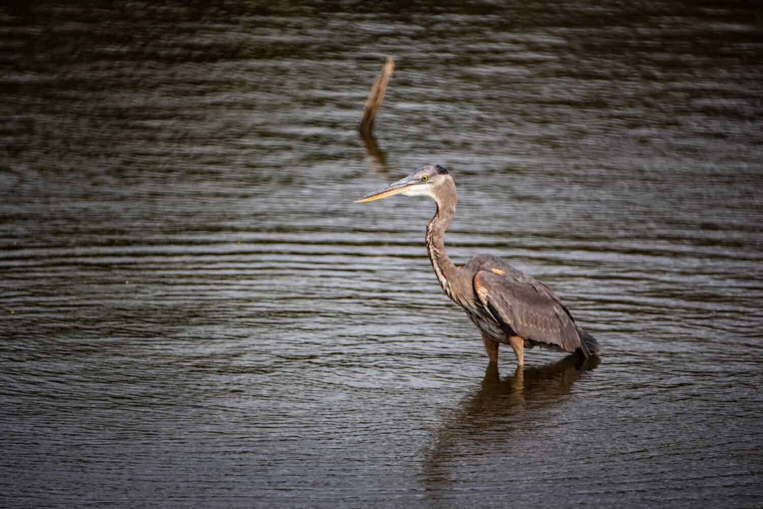 Great Blue Heron cenando al Crab Orchard National Refuge nel sud dell'Illinois, molto a sud di Chicago