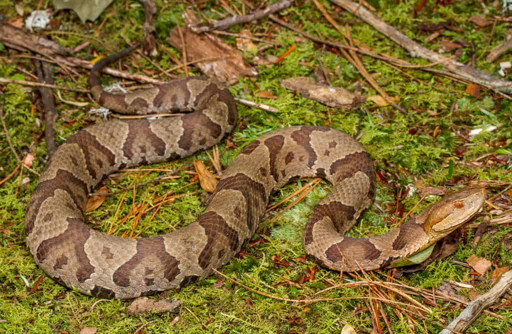 I serpenti Copperhead settentrionali sono una delle specie più comuni di serpente velenoso del Nord America.  Possiedono un incredibile camuffamento che li fa sembrare quasi invisibili sul suolo della foresta.