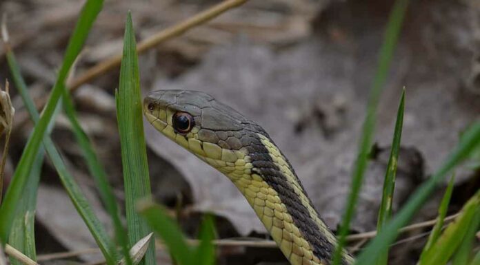 Il serpente giarrettiera orientale (Thamnophis sirtalis sirtalis)