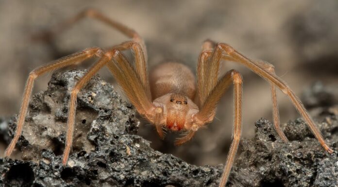 Aracnide mimetizzato: un ragno Brown Recluse poggia su una superficie ruvida, mostrando la sua colorazione marrone tenue e la caratteristica disposizione di otto zampe.
