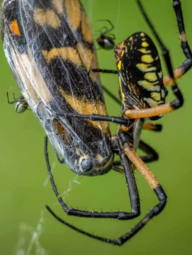 I ragni da giardino gialli sono velenosi o pericolosi?