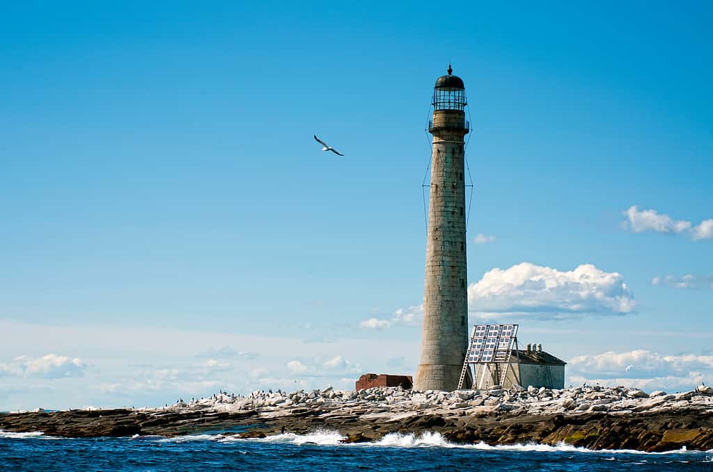 Il gabbiano vola vicino alla torre di pietra del faro di Boon Island.