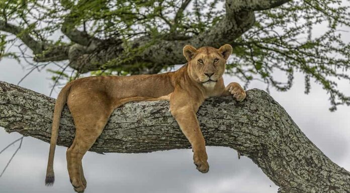 Questa leonessa esplora il paesaggio in cerca di prede dall'alto di un albero di acacia nel Parco Nazionale del Serengeti, in Tanzania.