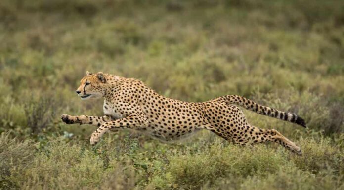 Tanzania, Ngorongoro Conservation Area, adulto ghepardo (Acinonyx jubatas) inizia a correre mentre insegue il vitello gnu sulle pianure Ndutu