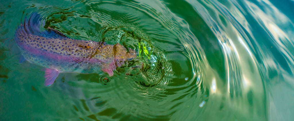 La pesca della trota iridea in acque limpide